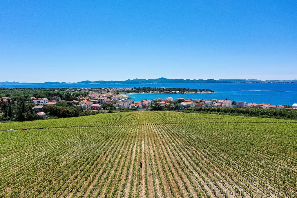 Kraljevski vinogradi